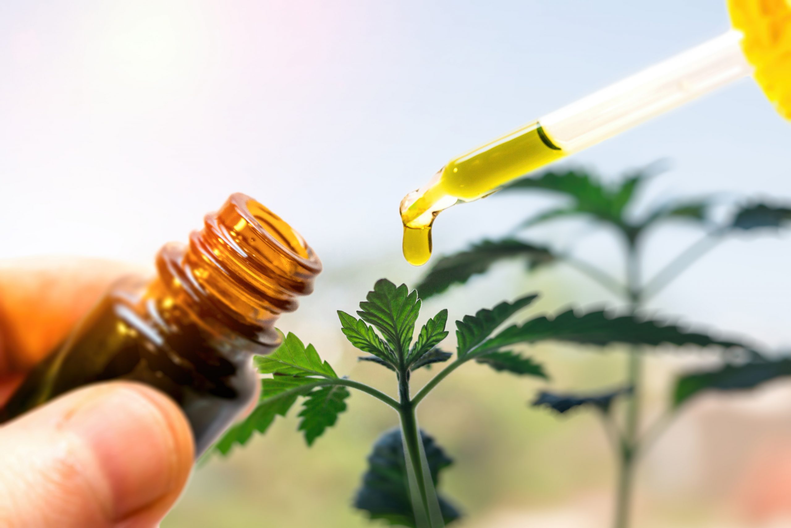 Tout comprendre sur le CBD et ses effets thérapeutiques