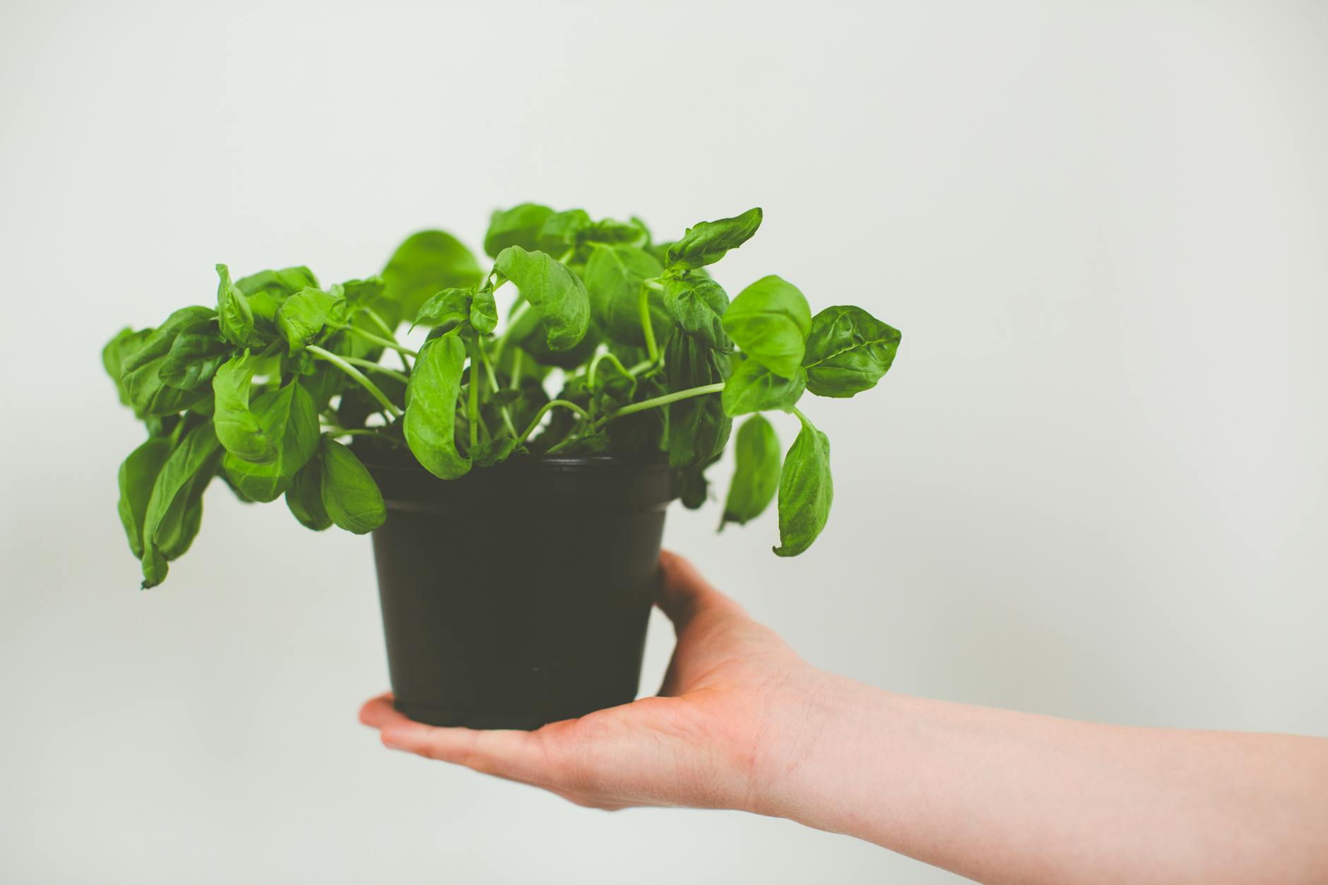 Congeler du basilic : méthode simple pour bien conserver