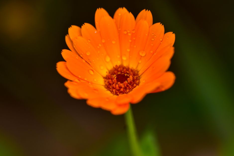Macérat huileux de calendula : préparation, usages et conservation