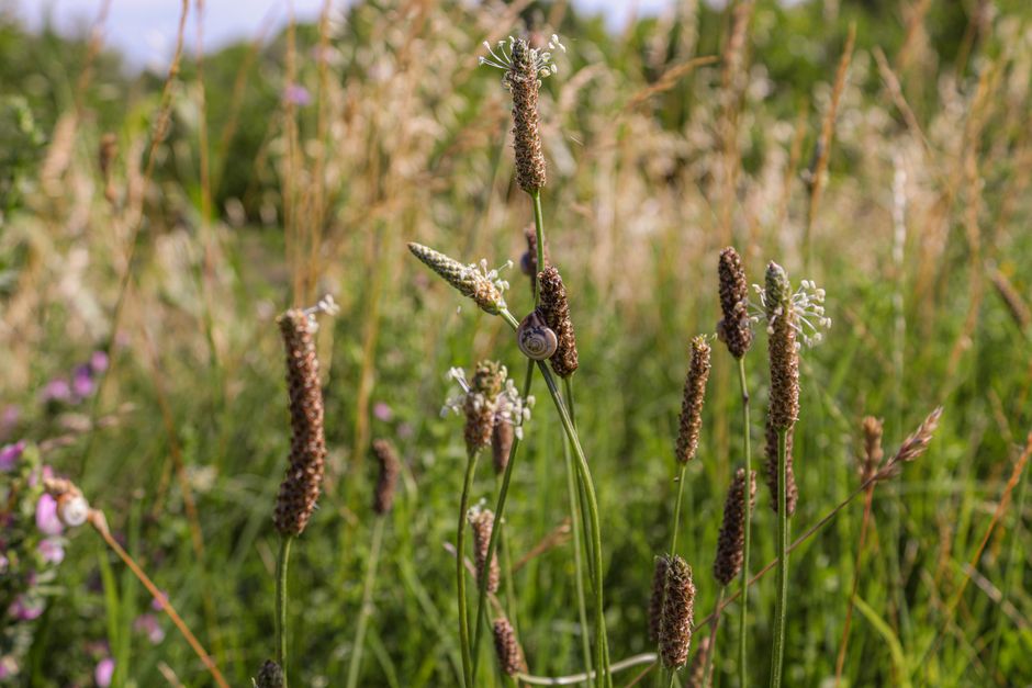 Plantain plante : bienfaits, identification et usages naturels
