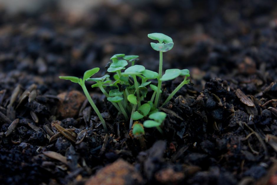Plantes indicatrices au jardin : comprendre son sol naturellement