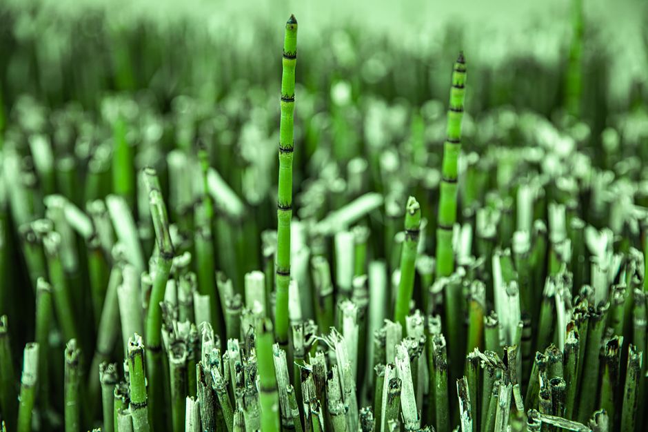 Prêle plante : vertus, usages au jardin et précautions